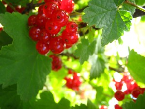 redcurrants