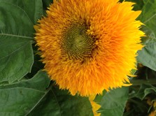 Sunflower in the herb garden, Royal Botanic Gardens, Sydney